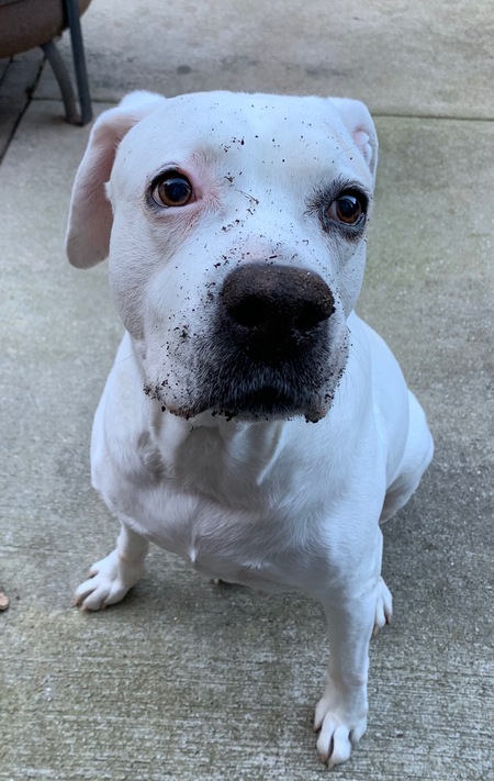 Layla (American Bulldog and Lab mix)