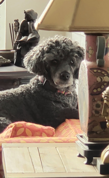 Entry image for Dexter aka Mr. Poodle. Clicking this image will show a larger photo