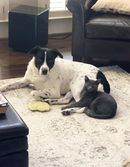 Mason(dog) and Moby(cat)