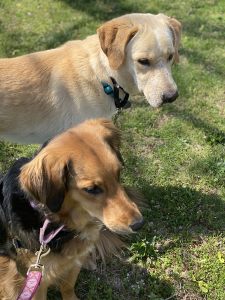 Gracie and Corrigan 