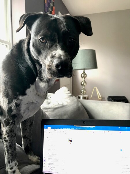 Pepper