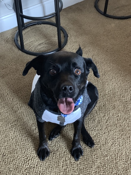 Piper