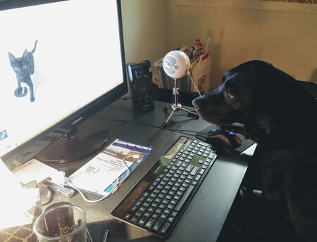 Watching cat videos like everyone else