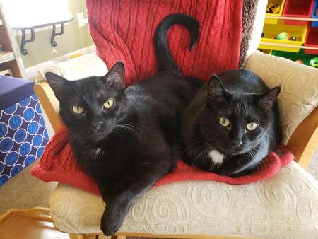 Rascal & Jasper