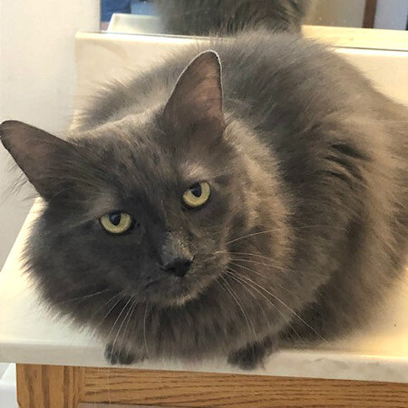 Sammy