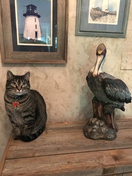 Meredith (aka Merekat)