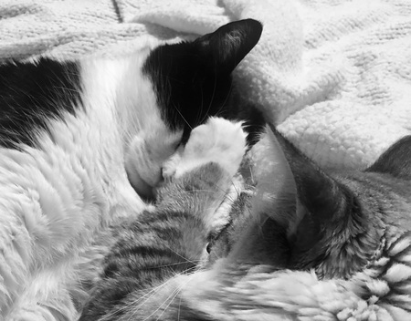 Domino and Frankie