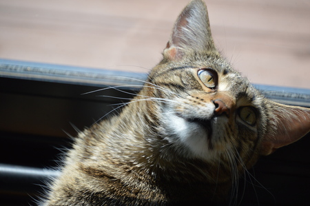 Loki