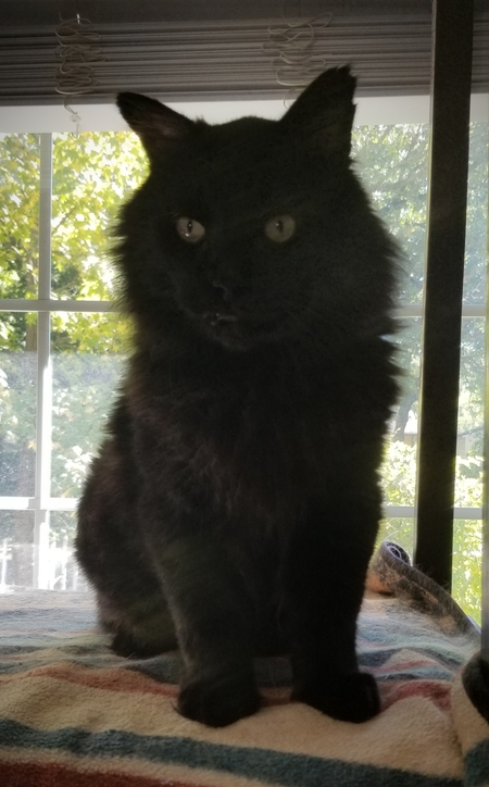 Sampson 