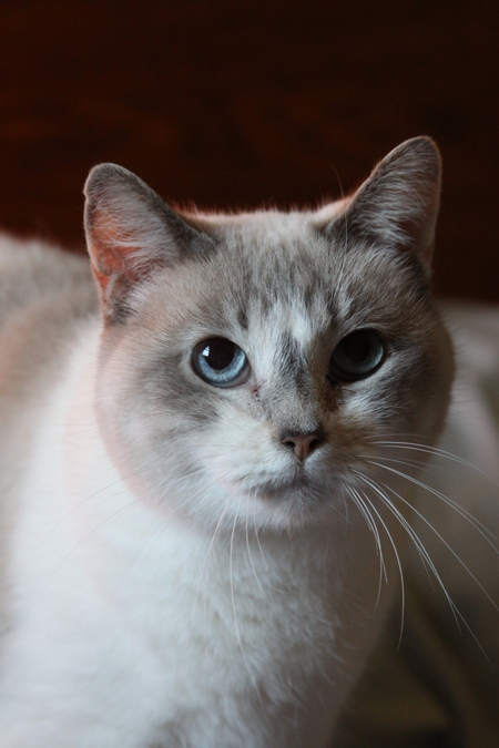 Snowpuff