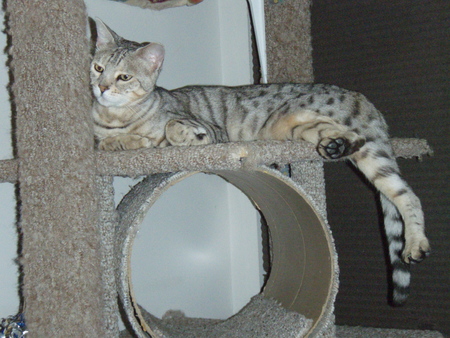 Raja