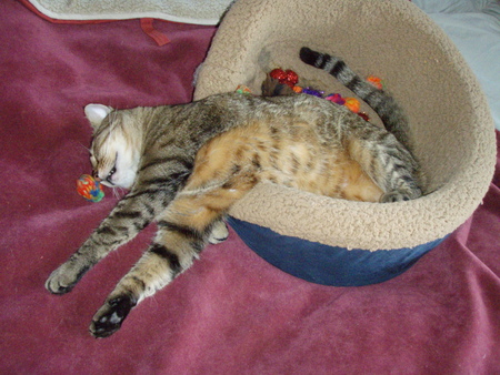 Tigger