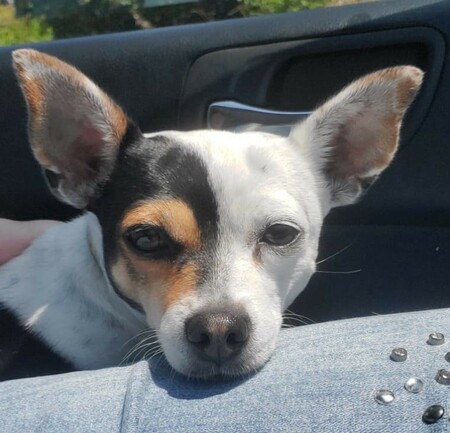 Lulu