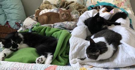 MaMa Kitty, Walker, Whiskers, Scooter and Samantha