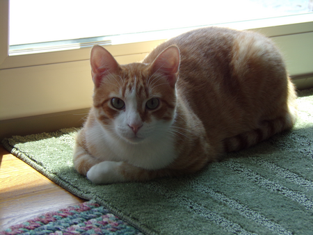 Pumpkin