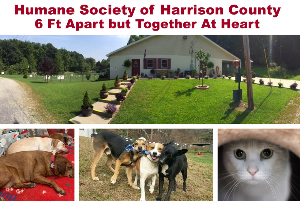 Prizes | The Humane Society of Harrison County | 6 Ft Apart but ...