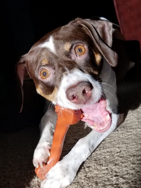Charlie (formerly Clarence)