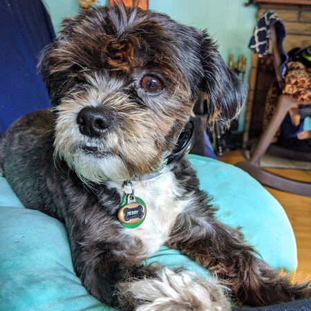 Teddy