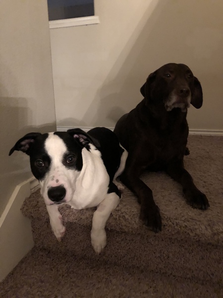 Bella and Angus 
