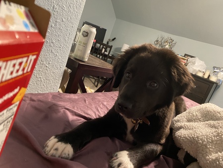 Georgie