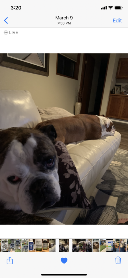 Pumpkin and Piper