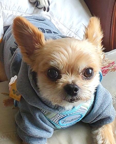 Snickerdoodle 