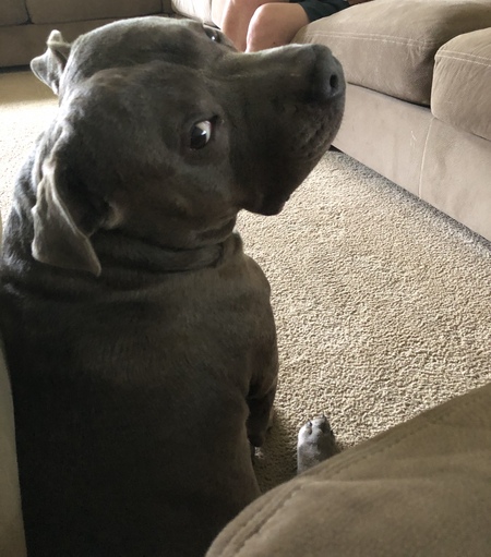 Bentley 