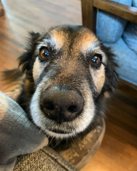 Vidic—or as we call him, Vidipup