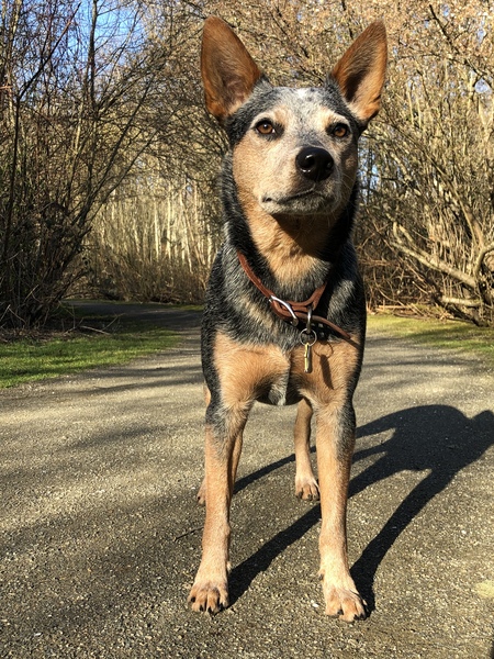 Otto Rocket