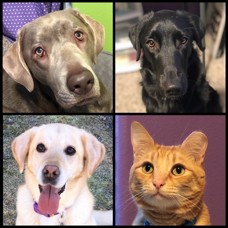 Rugee, Tucker, Nala & Milo