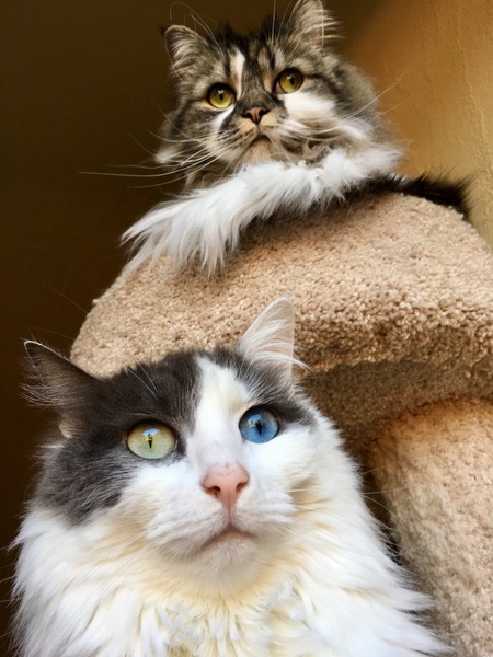 Lion Cricket & Odd-Eyed Olive 