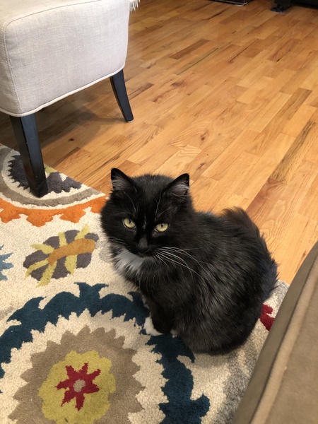 LuLu