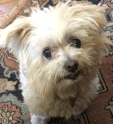 Daisy