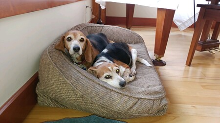 Abby and Jody