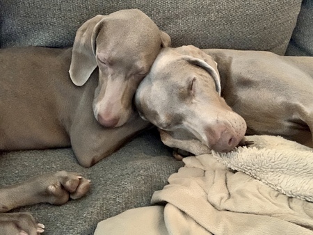 Presleigh & Oakleigh
