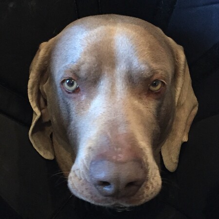 Hamish