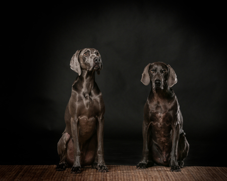 Murphy and Guinness