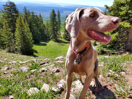 Weims of Moab:  Axle