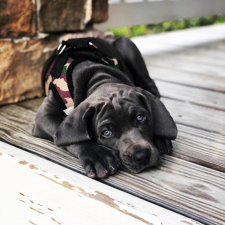 Beau