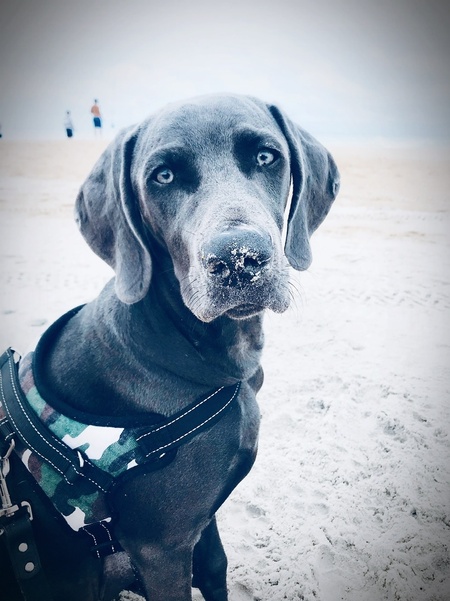 Beau