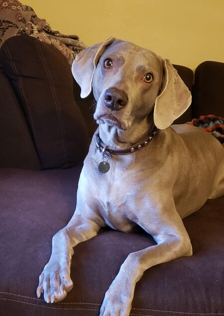 Sheba