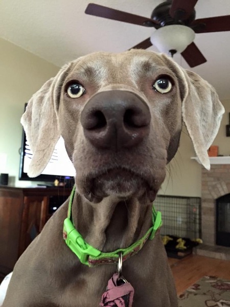 Bella Gunner 