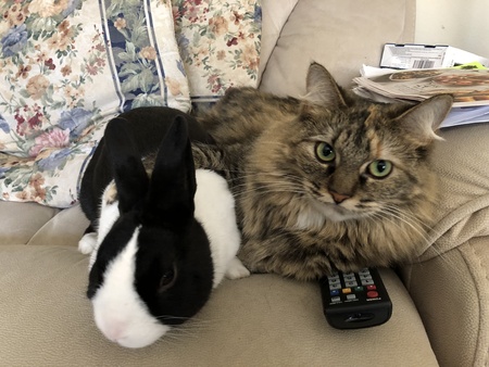 Cocoa Puff and Mr. Bun