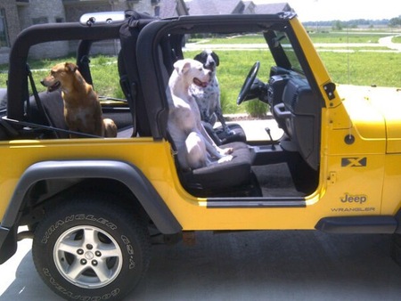 Dippy (driving), Stella (co-pilot) & Kona in back.