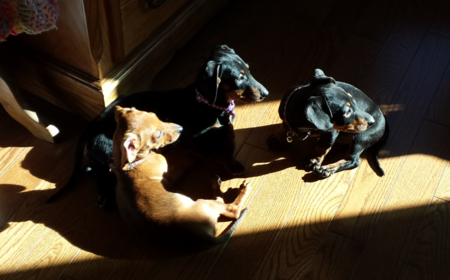 Chili, Coney and Frank