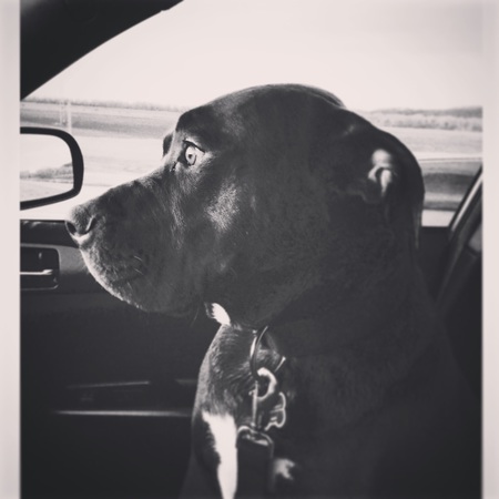 Louie