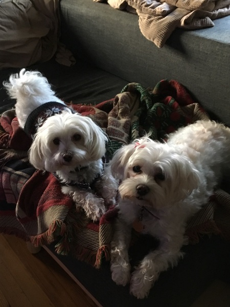 Kodak and Pella