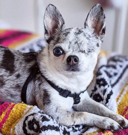 Pepper (formerly Wink)