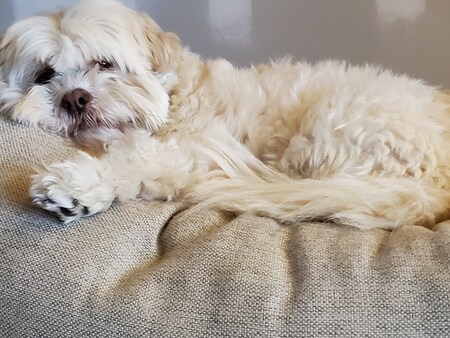 Hazel