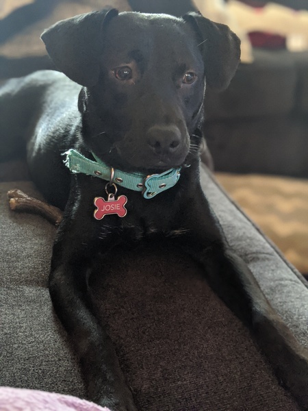 Josie 
